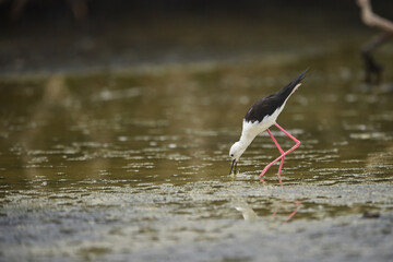 Himantopus himantopus - black-winged Stilt are It walks, searches for food and catches insects
and is a Shorebird that lives on the banks of the saltwater And in river and lakes
