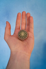Piccolo cactus tenuto in mano con gentilezza per simboleggiare anti fragilità e cura verso le durezze della vita e considerazione verso gli altri.