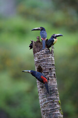 Collared Aracaries perching on branch