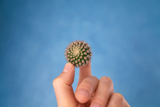 Piccolo cactus tenuto in mano con gentilezza per simboleggiare anti fragilit&agrave; e cura verso le durezze della vita e considerazione verso gli altri.