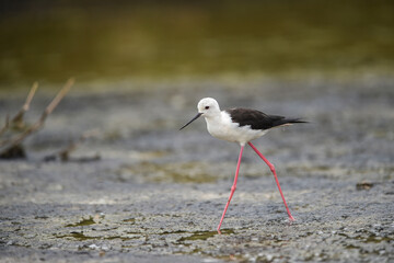 Himantopus himantopus - black-winged Stilt are It walks, searches for food and catches insects
and is a Shorebird that lives on the banks of the saltwater And in river and lakes

