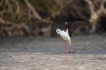 Himantopus himantopus - black-winged Stilt are It walks, searches for food and catches insects
and is a Shorebird that lives on the banks of the saltwater And in river and lakes
