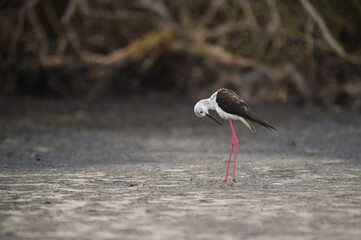 Himantopus himantopus - black-winged Stilt are It walks, searches for food and catches insects
and is a Shorebird that lives on the banks of the saltwater And in river and lakes

