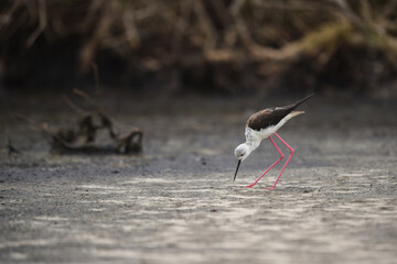Himantopus himantopus - black-winged Stilt are It walks, searches for food and catches insects
and is a Shorebird that lives on the banks of the saltwater And in river and lakes
