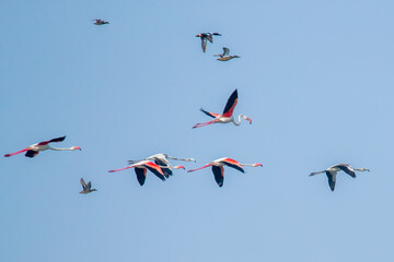 Greater Flamingos and Pink Flamingos in flight