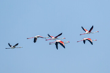 Flamingos in air in blue sky