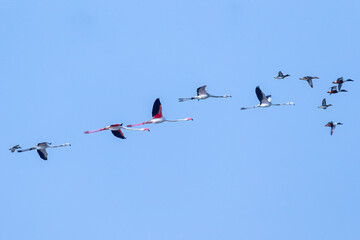 Flamingos and northern Shoveler in blue sky