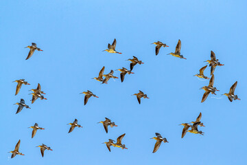 A flock of Red Shank in air