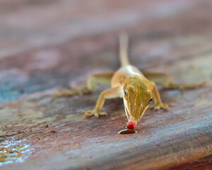 Sweet Anole