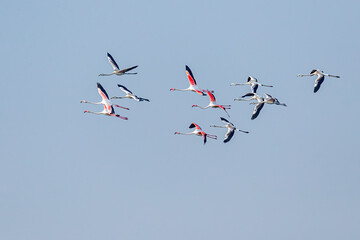 A Beautiful flight of flamingos in blue sky