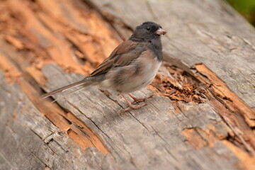 Dark-eyed Junco (Oregon)