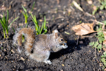 Naklejka na ściany i meble gray squirrel in spring time eating nuts