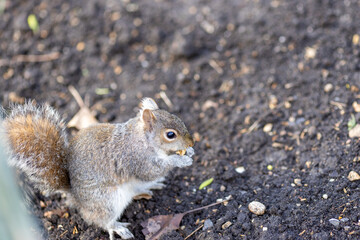 gray squirrel in spring time eating nuts