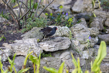 Common Moorhen or Eurasian Moorhen Standing on Rock, Closeup Portrait