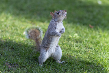 Squirrel standing on the grass in the park, looking for food