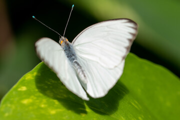 White butterfly on a green leaf