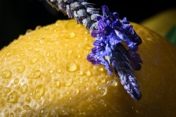 Close up of lavender flowers on a lemon with water droplets