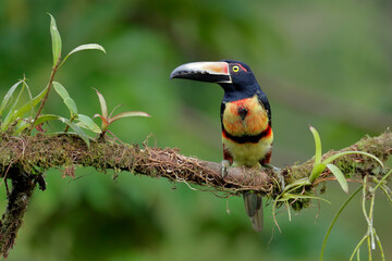 Collared Aracari perching on branch,
