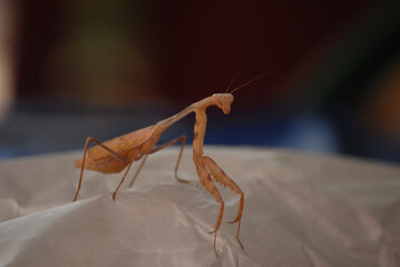 granjay flora of towns of southern mexico