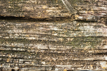 old wood texture with moss