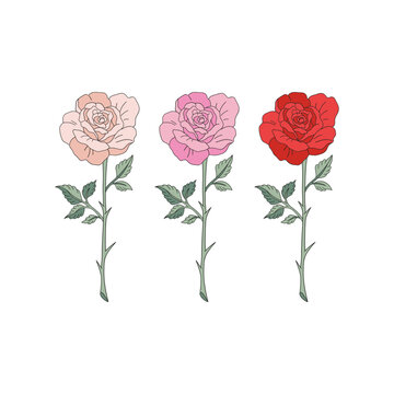 St Valentine Day rose flower of love vector illustration set isolated on white. Red pink roses floral print collection for 14 February holiday.