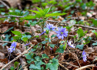  near view of violet blossoms of a liverleaf on the forestground in spring at sunshine