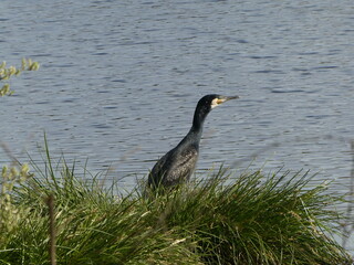 cormoran