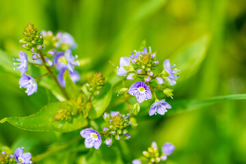特定外来生物オオカワヂシャ