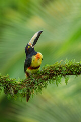 Collared Aracari perching on branch,