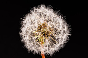 Macro photography of a dandelion - Taraxacum officinale