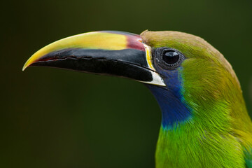 Emerald Toucanet looking at camera