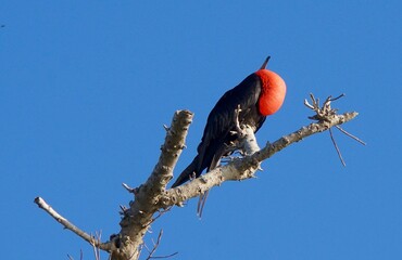 Male frigate perched on the tree branches with its inflated red craw