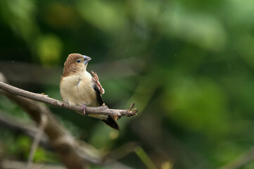 Indian Silverbill - African Silverbill - Euodice cantan - Lonchura cantans - On tree branches in nature with a group

