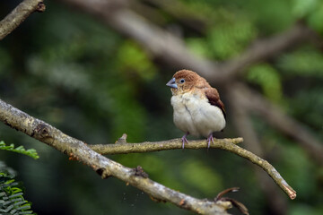 Indian Silverbill - African Silverbill - Euodice cantan - Lonchura cantans - On tree branches in nature with a group
