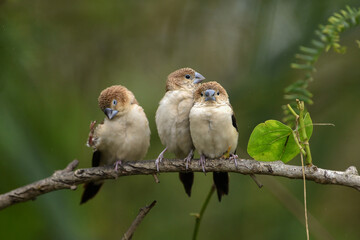 Indian Silverbill - African Silverbill - Euodice cantan - Lonchura cantans - On tree branches in nature with a group
