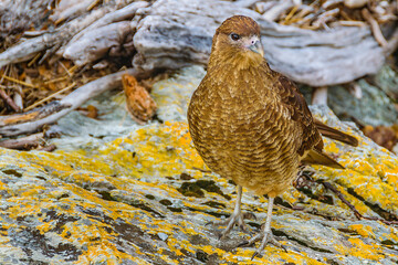 Brown eagle standing at ground