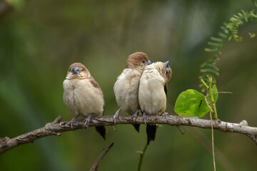 Indian Silverbill - African Silverbill - Euodice cantan - Lonchura cantans - On tree branches in nature with a group
