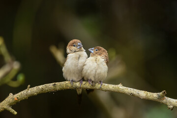 Indian Silverbill - African Silverbill - Euodice cantan - Lonchura cantans - On tree branches in nature with a group
