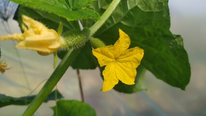 A small cucumber. Cucumber flower blooms in a greenhouse in spring in Moldova