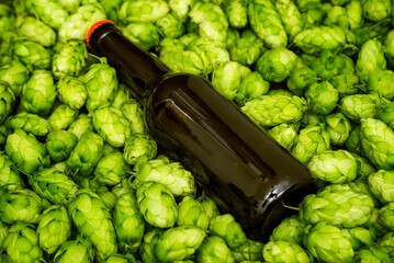 Blank beer bottle lying on green hop cones, craft beer mockup templates