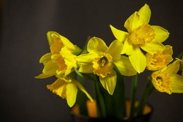 bouquet of yellow daffodils on a black background