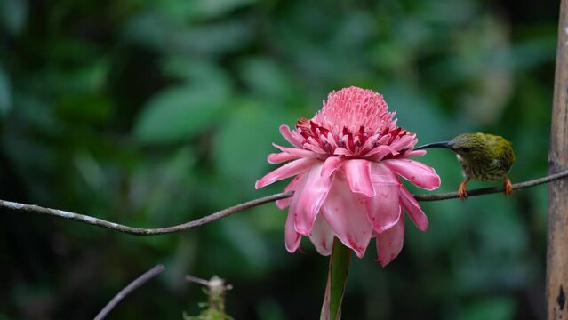 Streaked Spiderhunter bird with Torch Ginger flower.