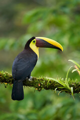 Yellow-throated Toucan perching on branch
