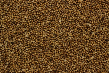  cilantro seeds.  texture.  background image