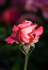 pink rose with stem