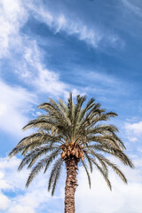 Green shiny top of palm tree with clouds and copy space