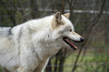 wolfdog 