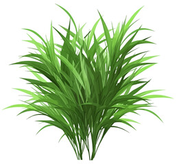 Vector green long-leaf plant isolated