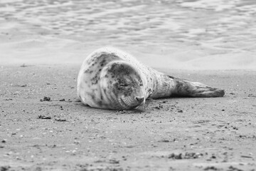 Baby seal relaxing enjoying the lovely day on a Baltic Sea beach. Seal with a soft fur coat long whiskers dark eyes and sharp claws. Harmony with nature. Seal looking inquisitively at the camera