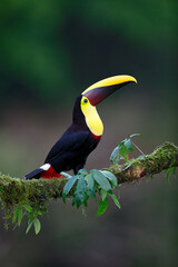 Yellow-throated Toucan perching on branch